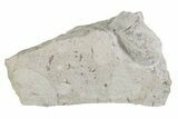 Eocene Fossil Snake Egg - Bouxwiller, France #366884-1